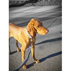 Pro Leash II Adjustable Dog Leash